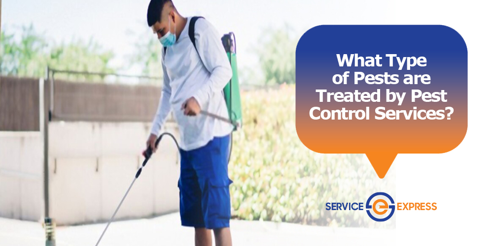 What Type of Pests are Treated by Pest Control Services?